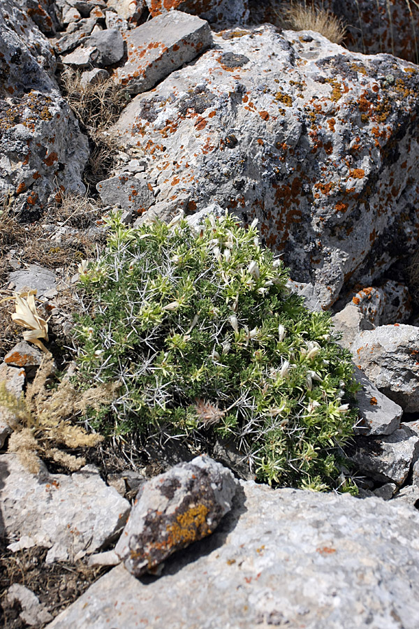 Image of Lagochilus occultiflorus specimen.