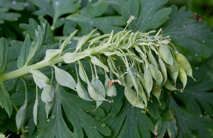 Изображение особи Corydalis nobilis.