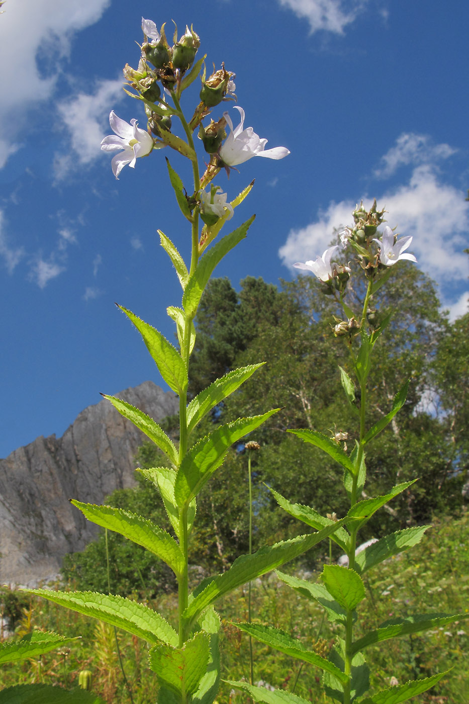 Image of Gadellia lactiflora specimen.