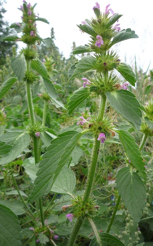 Изображение особи Galeopsis bifida.