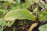 Arnica montana