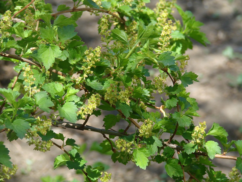 Image of Ribes alpinum specimen.