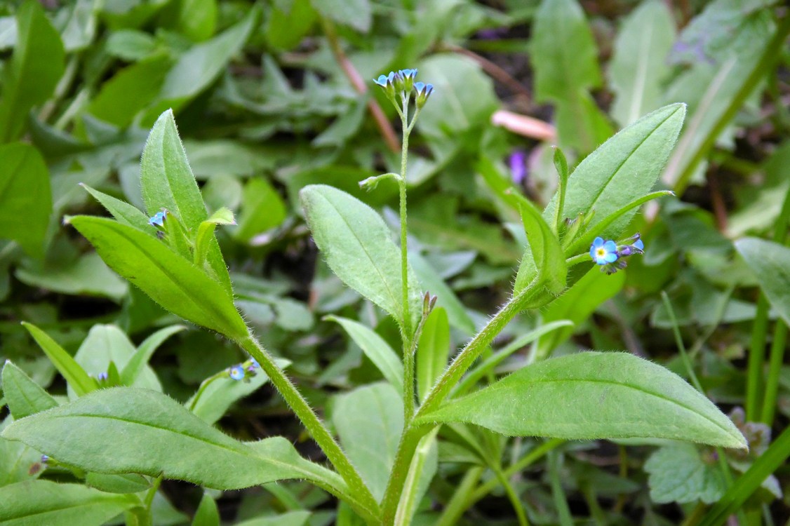 Image of Myosotis sparsiflora specimen.