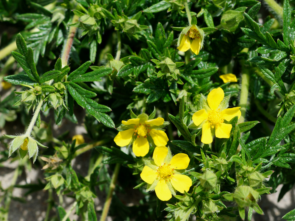 Image of Potentilla tergemina specimen.