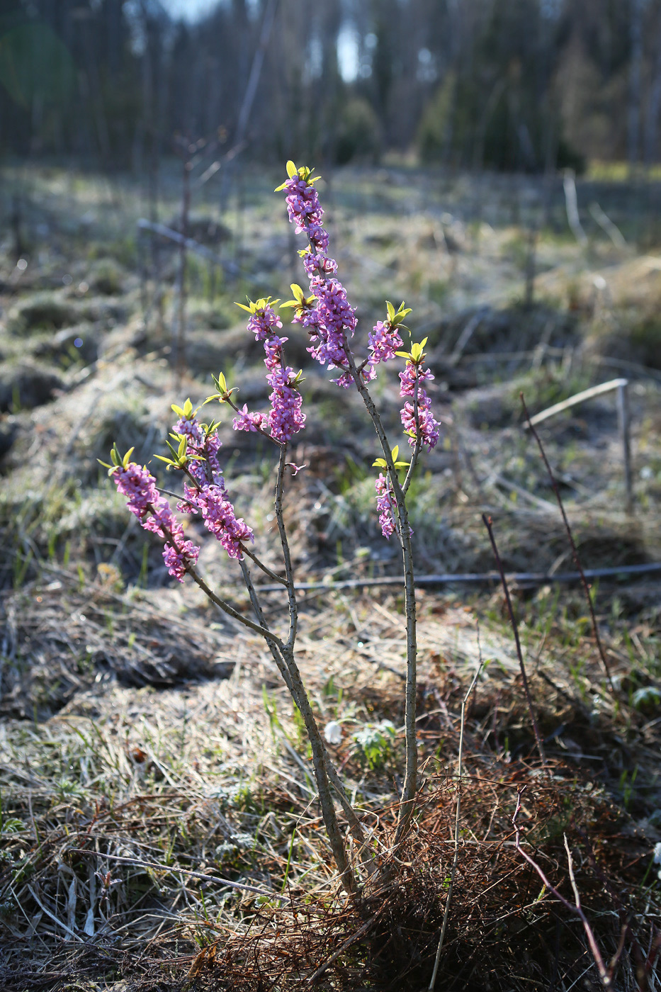 Image of Daphne mezereum specimen.