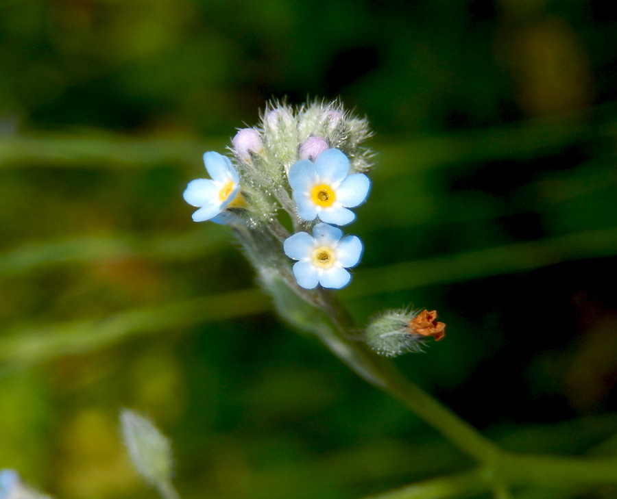 Image of Myosotis arvensis specimen.