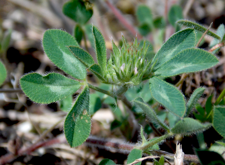 Image of Trifolium scabrum specimen.