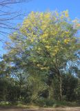 Acacia dealbata. Цветущее дерево. Абхазия, г. Сухум, в культуре. 7 марта 2016 г.