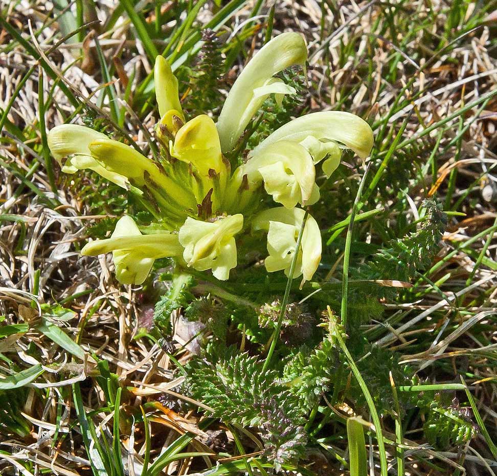 Image of Pedicularis chroorrhyncha specimen.