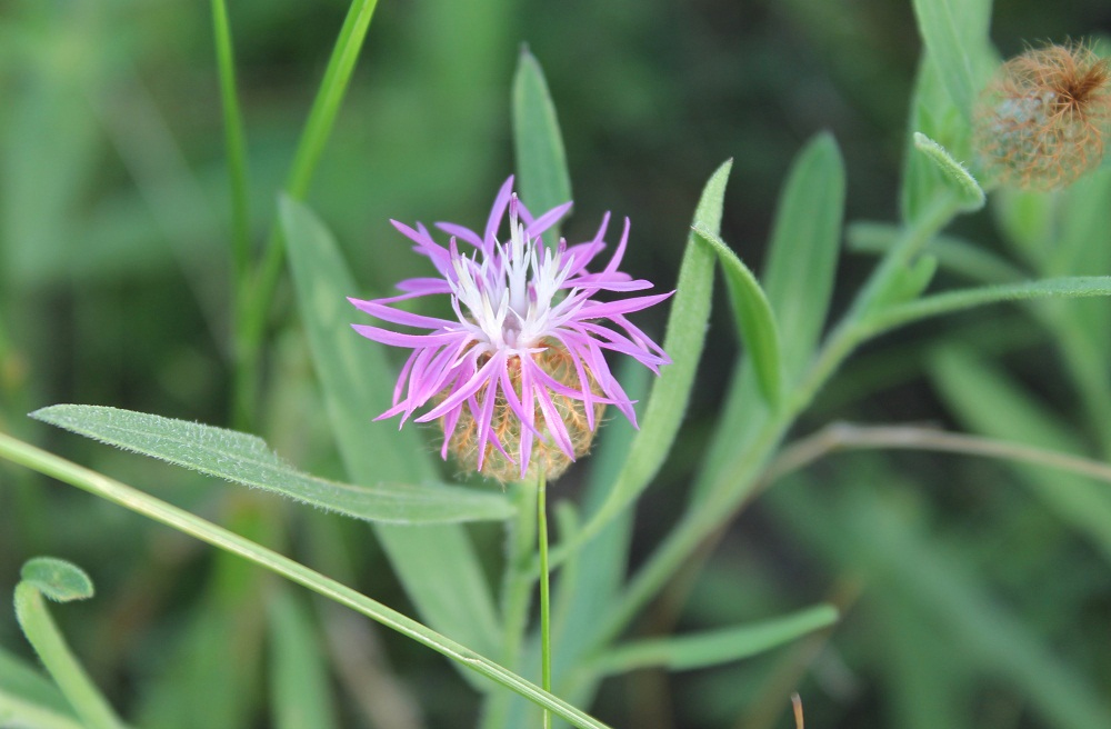 Image of Centaurea trichocephala specimen.