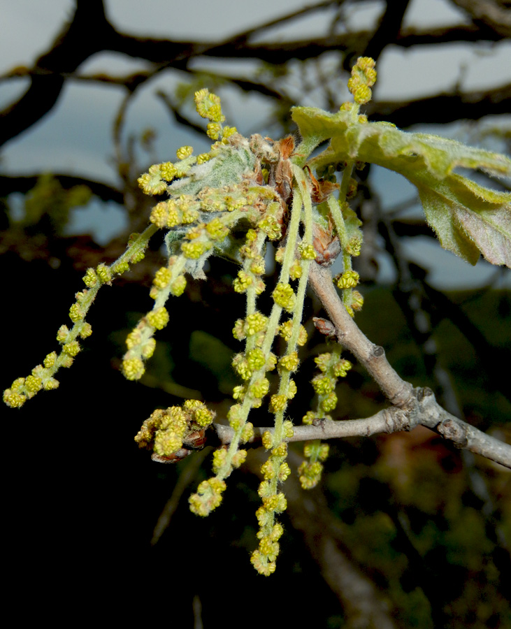 Image of Quercus pubescens specimen.