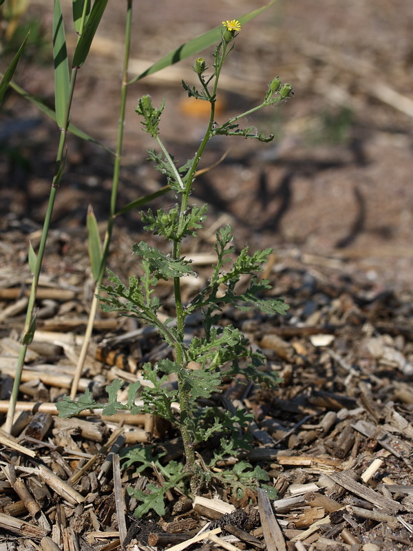 Изображение особи Senecio viscosus.