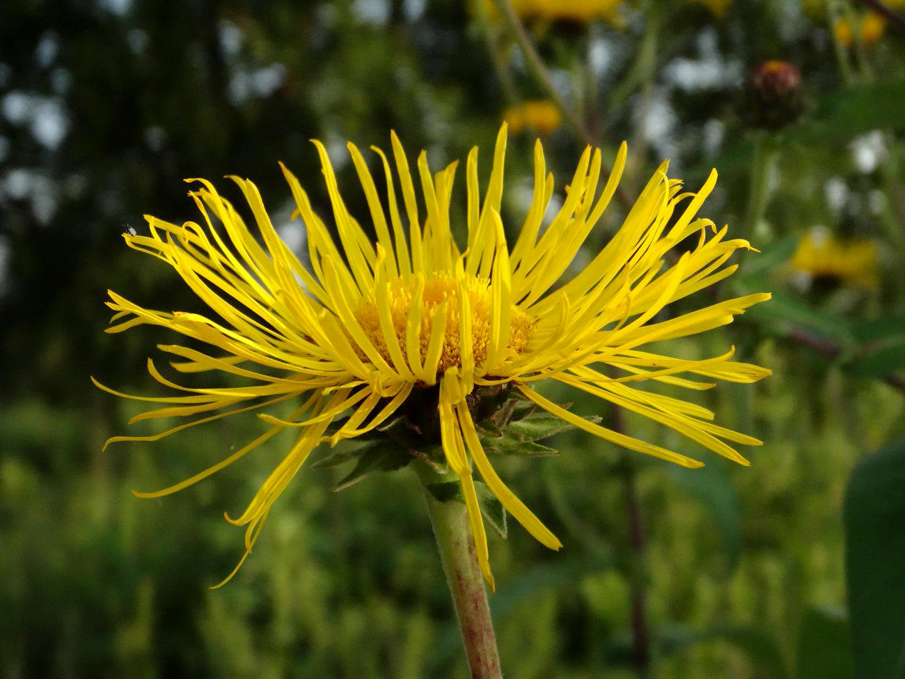 Image of Inula helenium specimen.