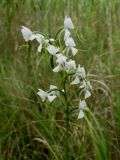 Habenaria linearifolia. Соцветие. Приморье, ЗАТО Фокино, о. Путятина, оз. Гусиное, заболоченная часть озера. 17.08.2016.