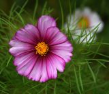 Cosmos bipinnatus