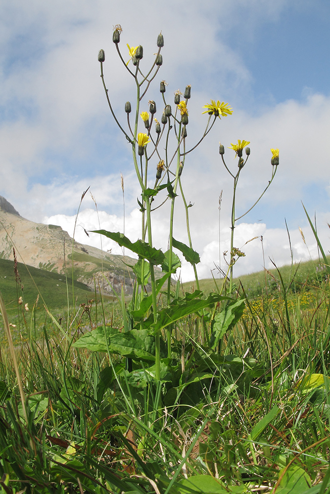 Изображение особи Crepis caucasica.