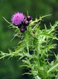 Cirsium elbrusense