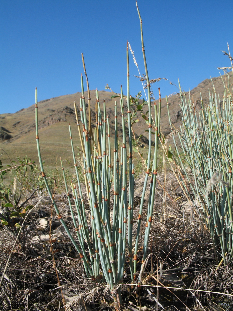 Image of Ephedra intermedia specimen.