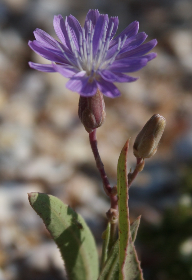 Image of Lactuca tatarica specimen.