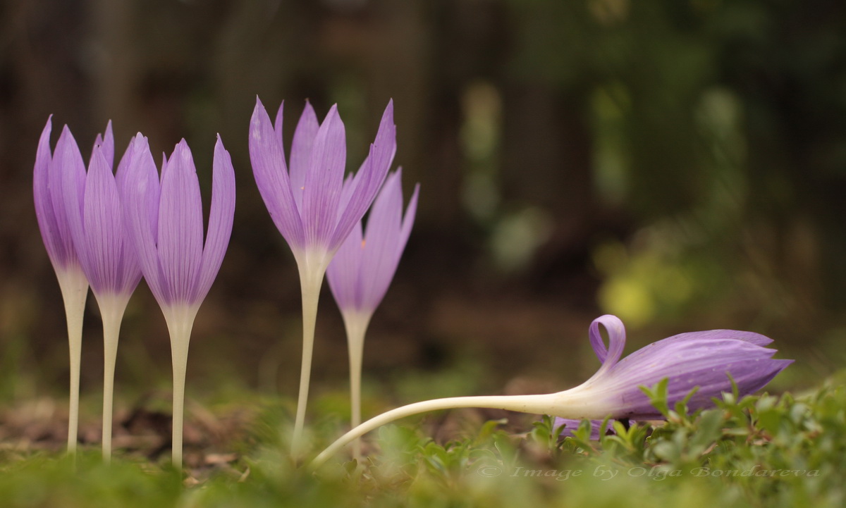 Image of Crocus autranii specimen.