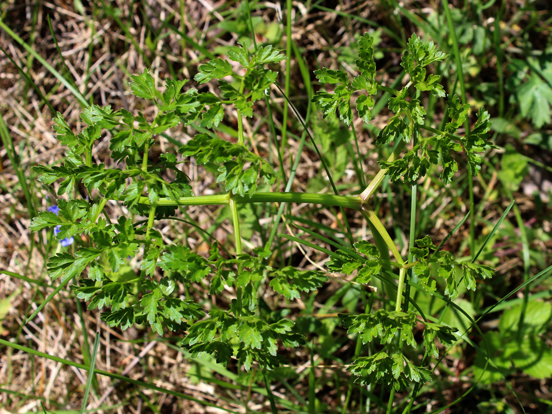 Изображение особи Peucedanum oreoselinum.