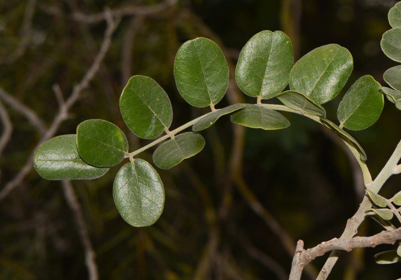 Image of Sophora tomentosa specimen.