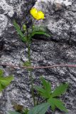 Ranunculus propinquus. Цветущее растение у выхода известняка на опушке сосново-елового леса . Свердловская обл., окр. г. Североуральск. 04.06.2006.