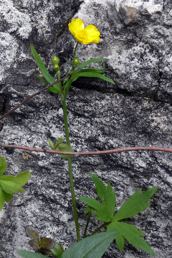 Image of Ranunculus propinquus specimen.