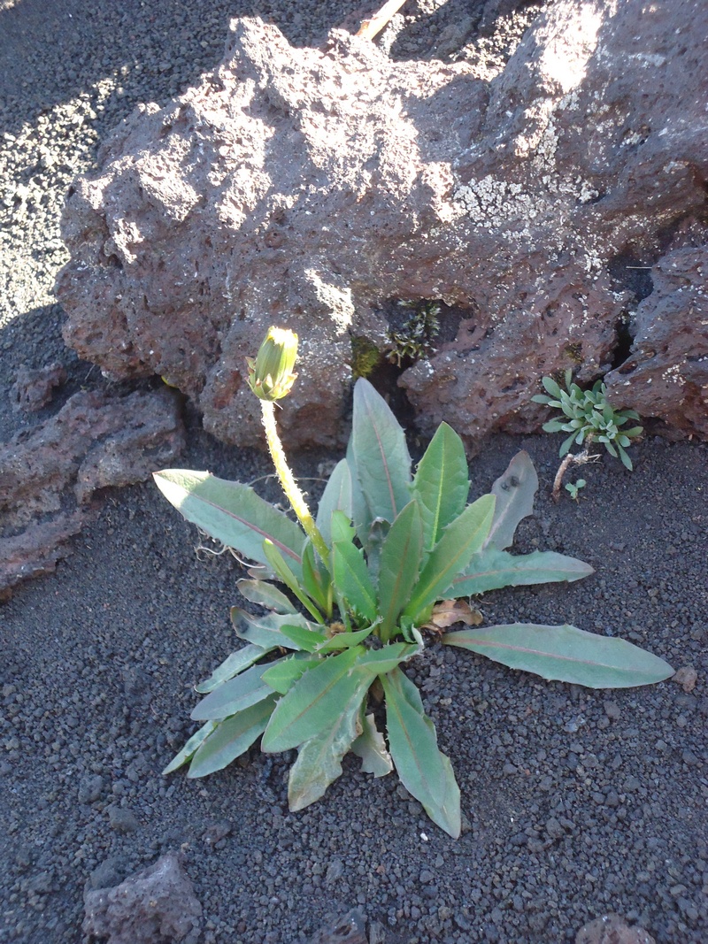 Image of Taraxacum ceratophorum specimen.