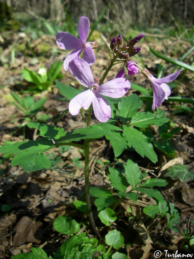 Image of Cardamine quinquefolia specimen.