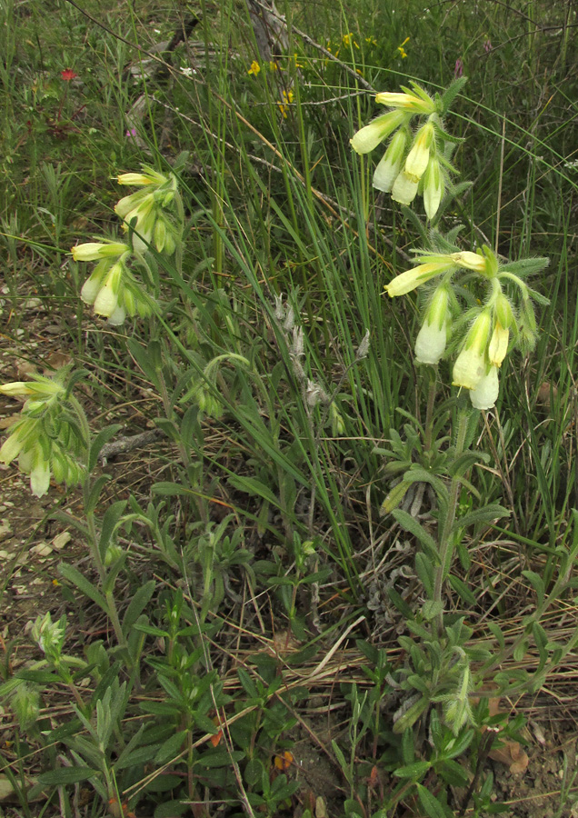 Изображение особи Onosma montana.