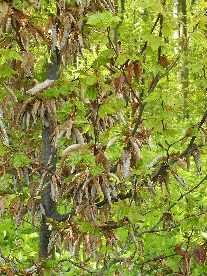 Изображение особи Fagus orientalis.