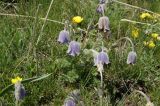 Pulsatilla violacea