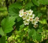 Crataegus sanguinea. Цветки и листья. Подмосковье, окр. г. Одинцово, смешанный лес. Май 2017 г.