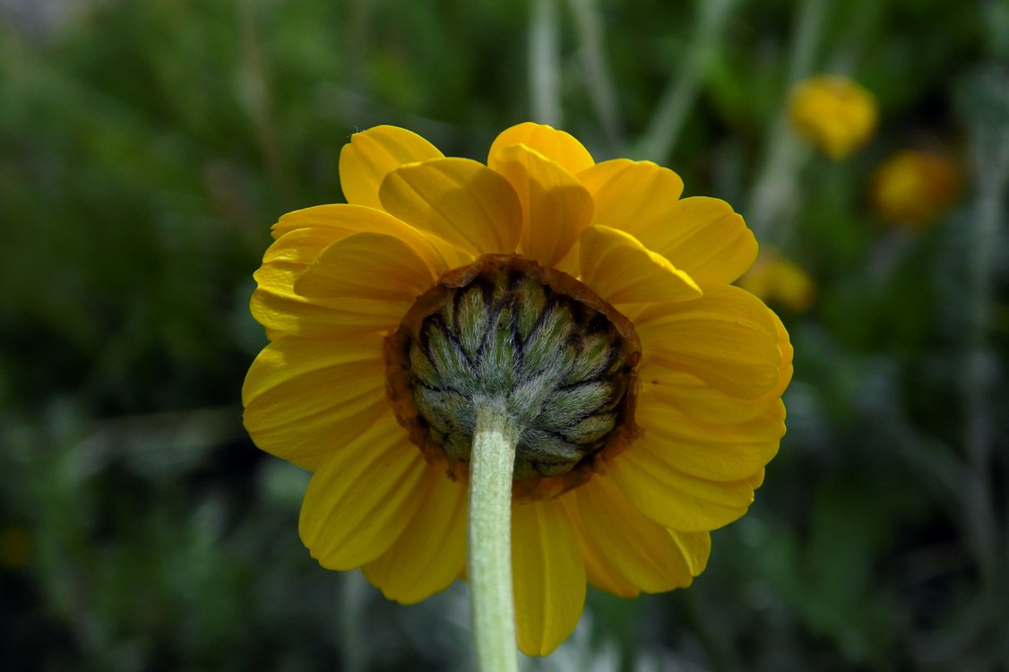 Изображение особи Anthemis marschalliana ssp. pectinata.