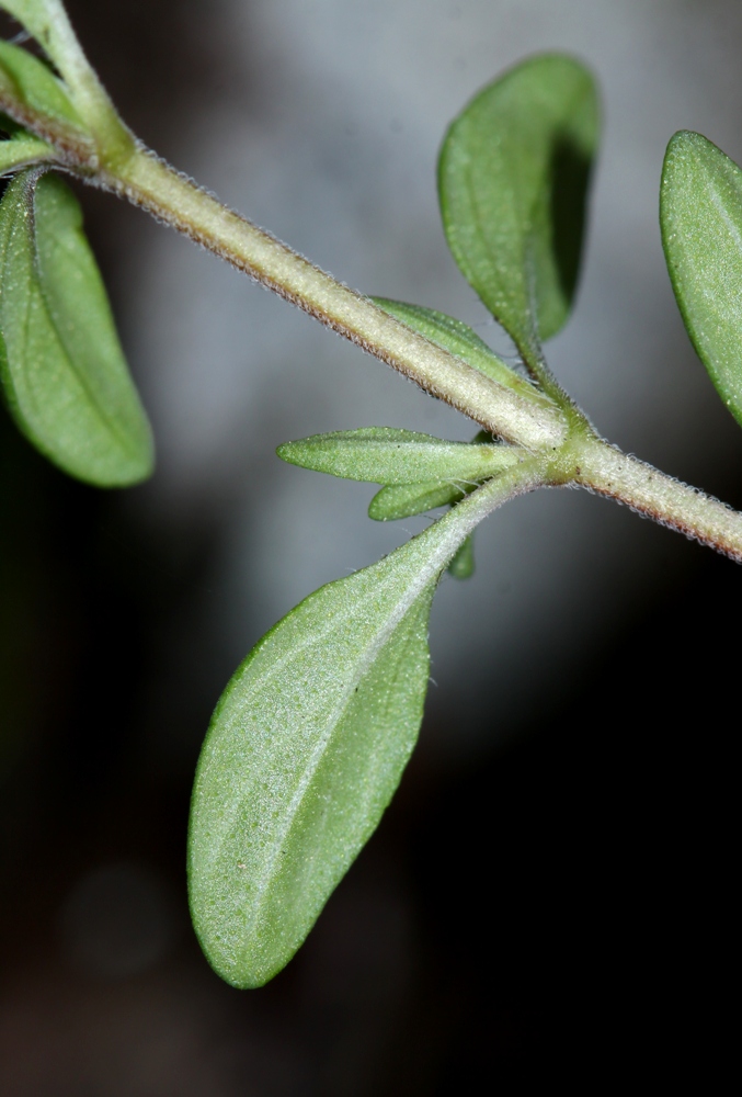 Image of Thymus japonicus specimen.