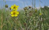 Potentilla impolita