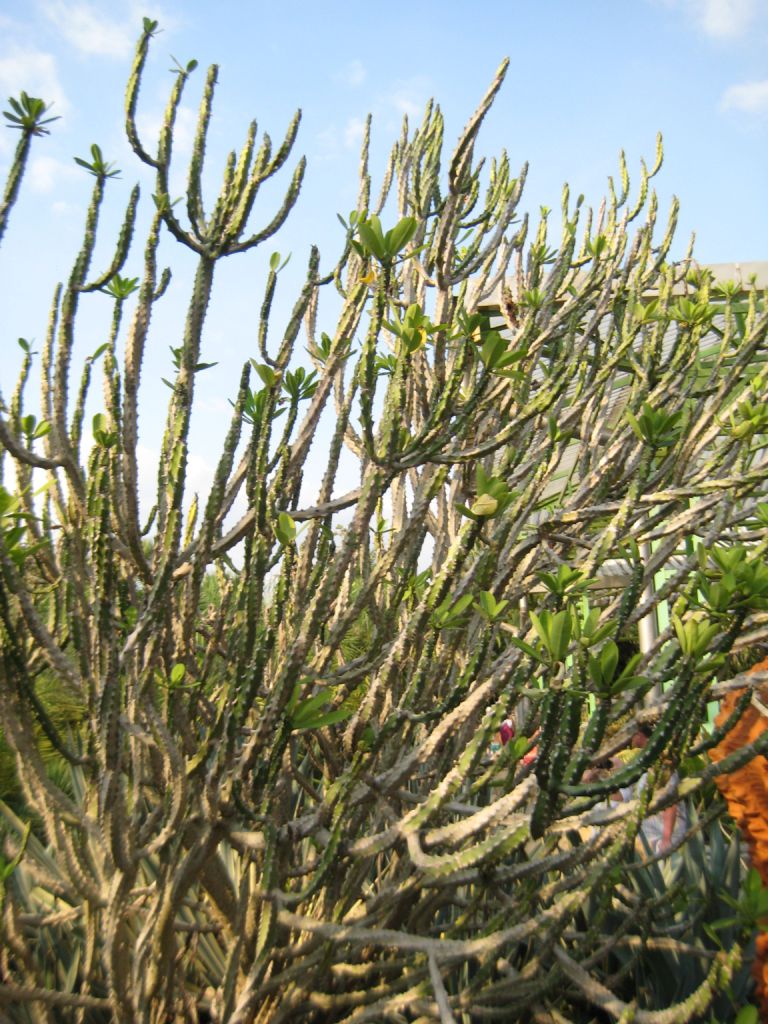 Image of genus Euphorbia specimen.