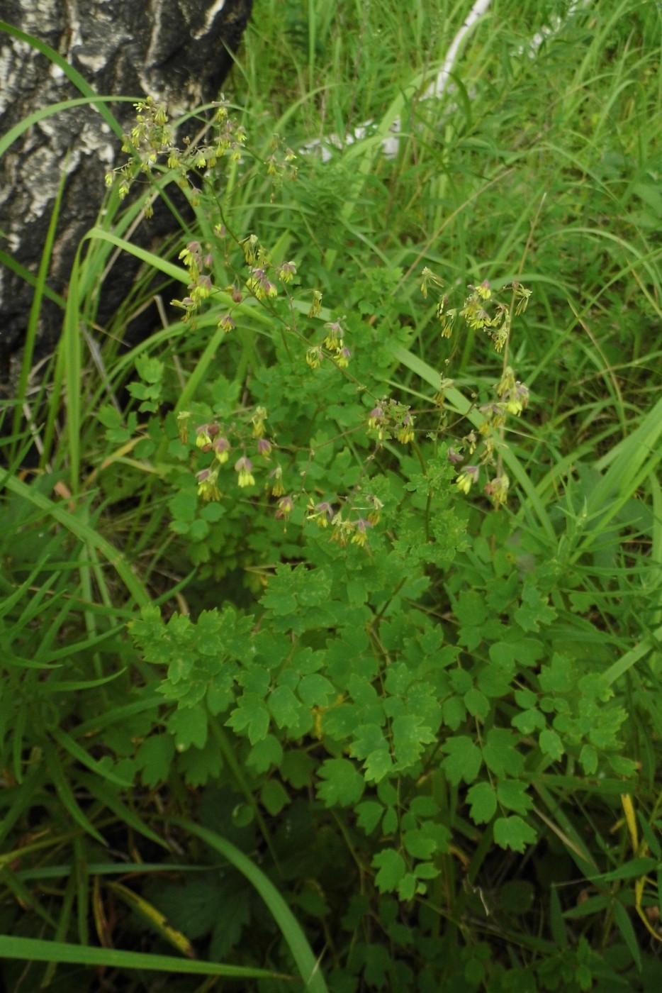 Image of Thalictrum minus specimen.