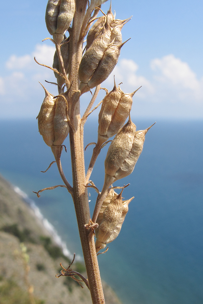 Image of Delphinium schmalhausenii specimen.