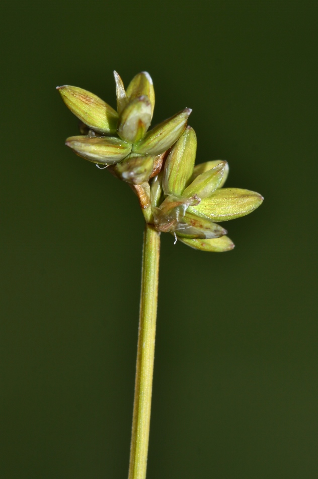 Image of Carex tenuiflora specimen.