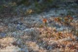 Ledum palustre. Плодоносящие растения среди зарослей лишайников. Магаданская обл., Колымское нагорье, Ягоднинский перевал. 16.08.2009.