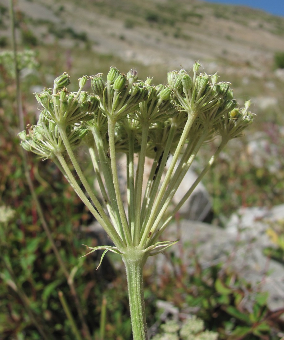 Image of Seseli libanotis specimen.