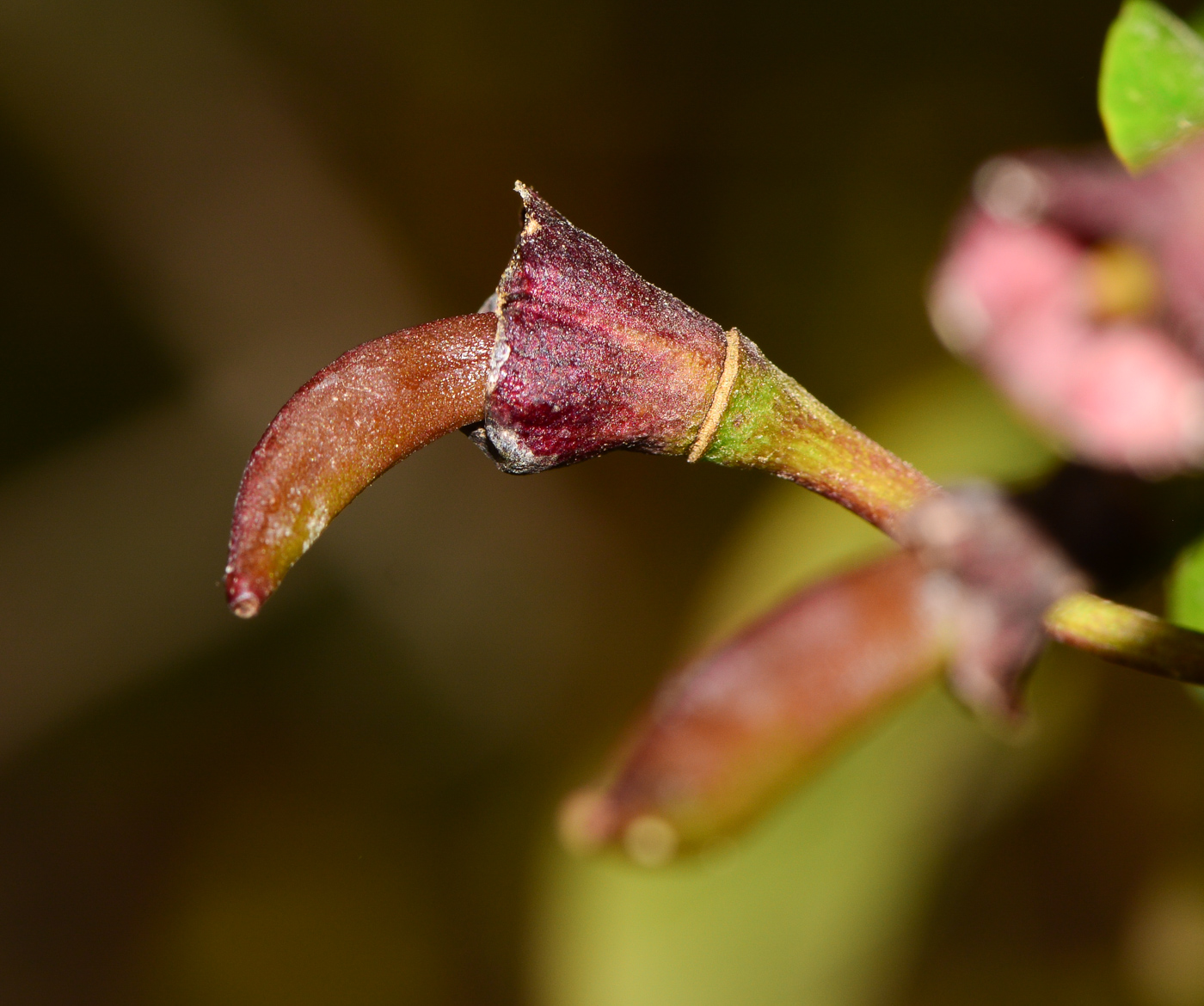 Image of Bignonia capreolata specimen.