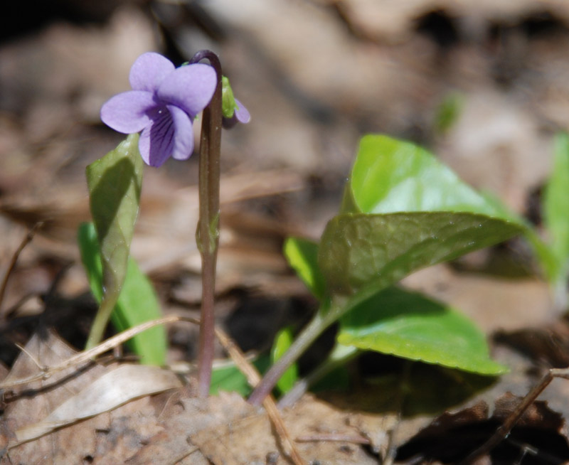 Изображение особи Viola palustris.