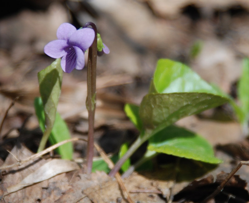 Image of Viola palustris specimen.