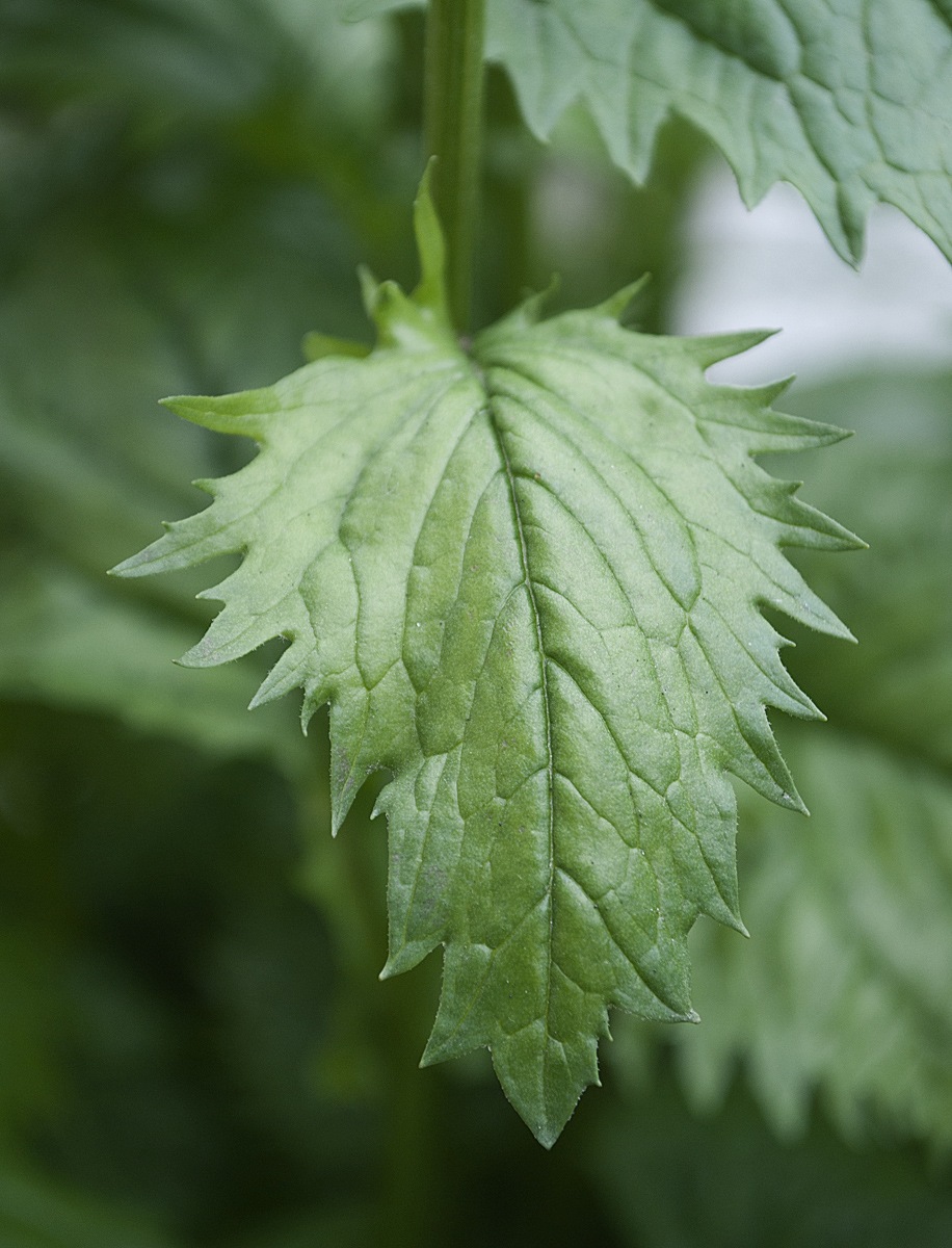 Image of Senecio alpinus specimen.