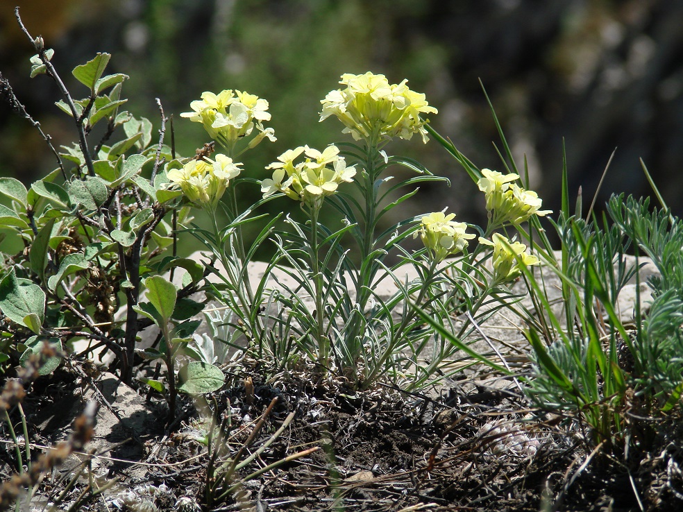 Image of Erysimum flavum specimen.