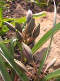 Tulipa ophiophylla ssp. bestashica