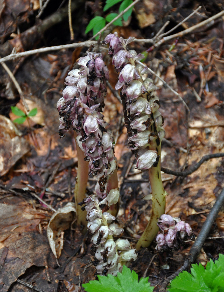 Изображение особи Lathraea squamaria.